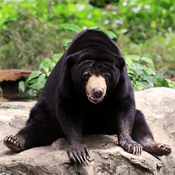 black_bear-1.jpg