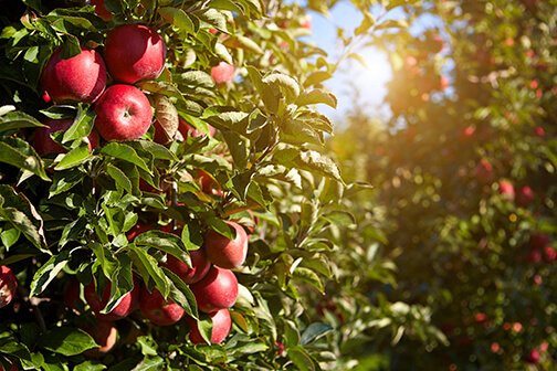 apple_orchard.jpg
