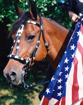 patriotic_horse.jpg