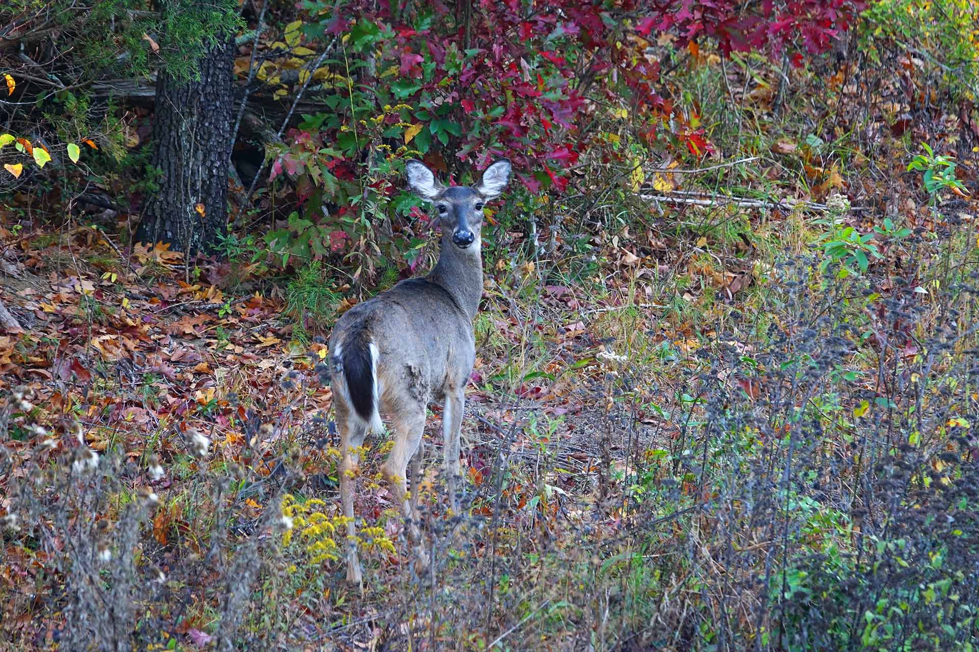 deer-farm.jpg