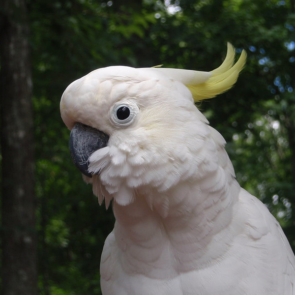 Parriot Mountian White Parrot