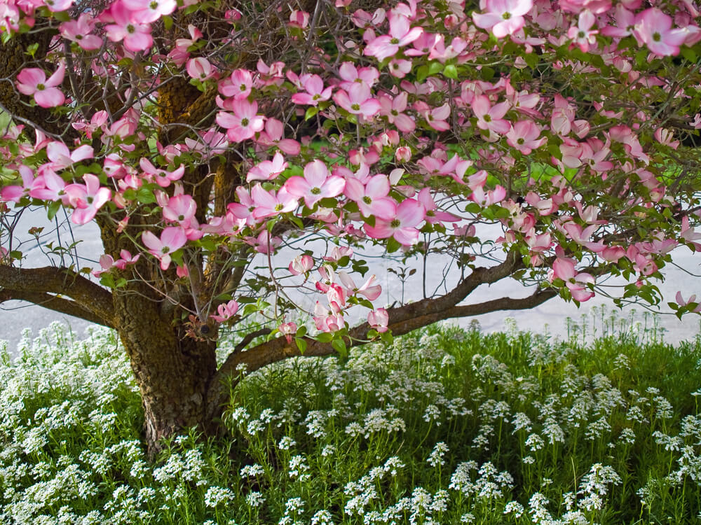 Flower Tree