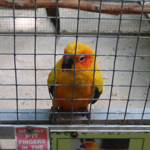 Parriot Mountian Red and Yellow Parrot