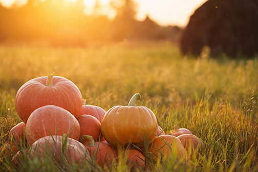 fall_pumpkins.jpg