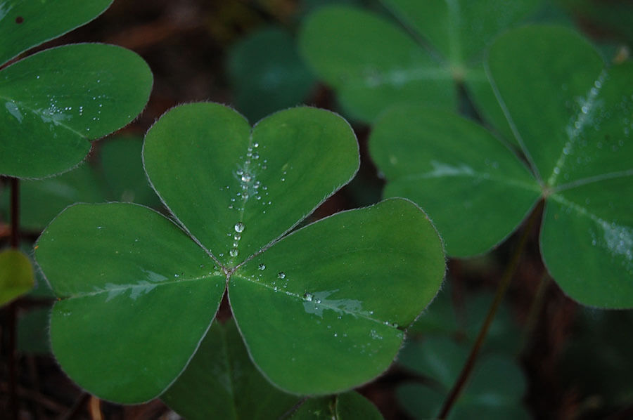 Shamrock_leaf.jpg