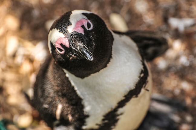 african_penguin.jpg