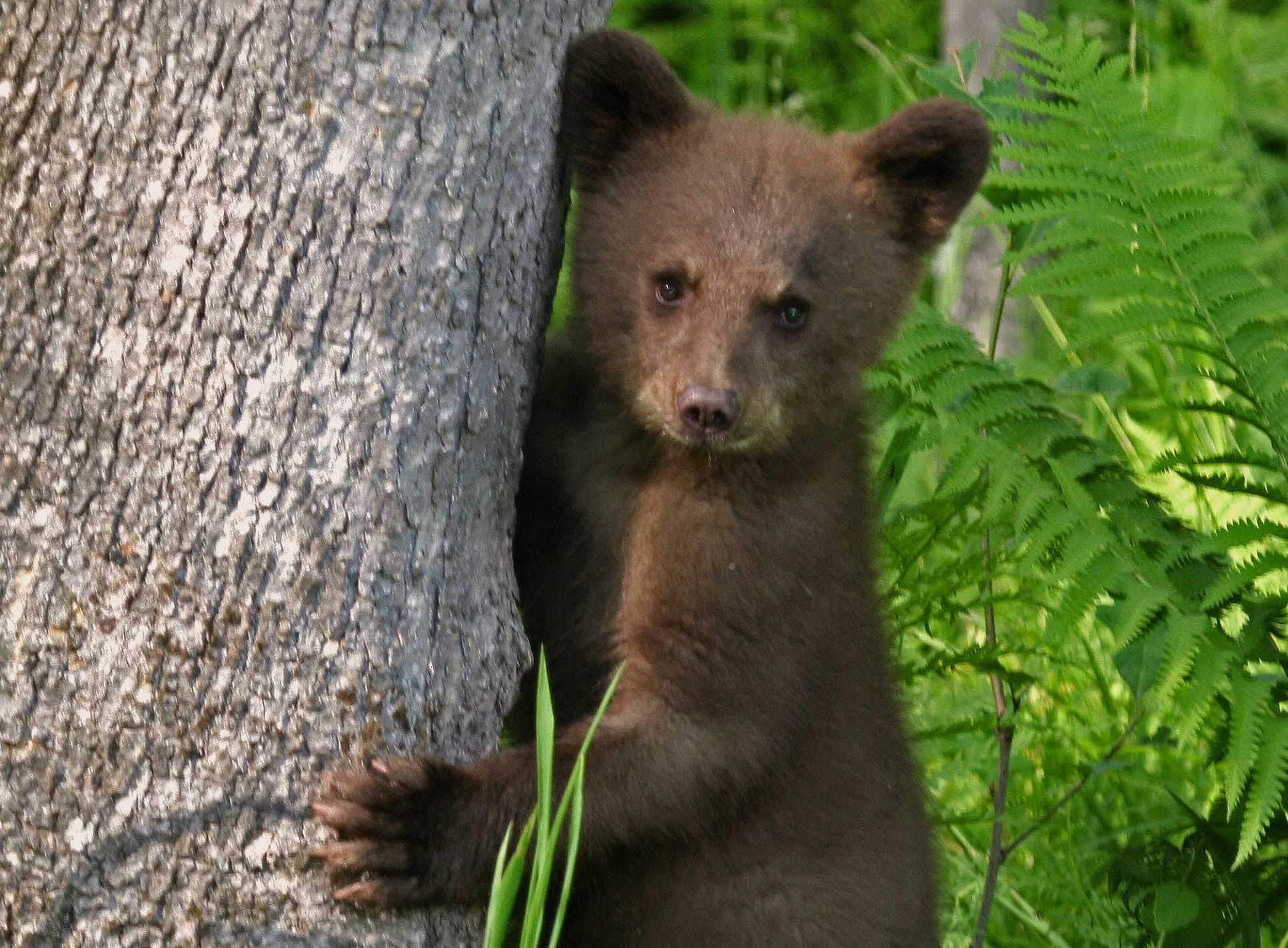 baby-bear.jpg