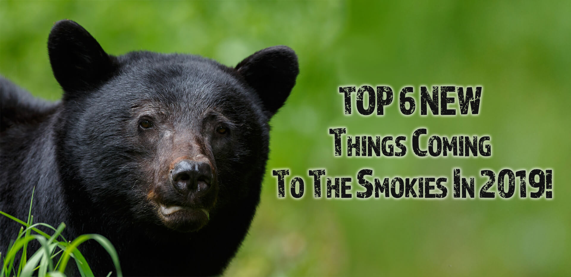 Bear-Camp-Cabins-Top-6-things.jpg