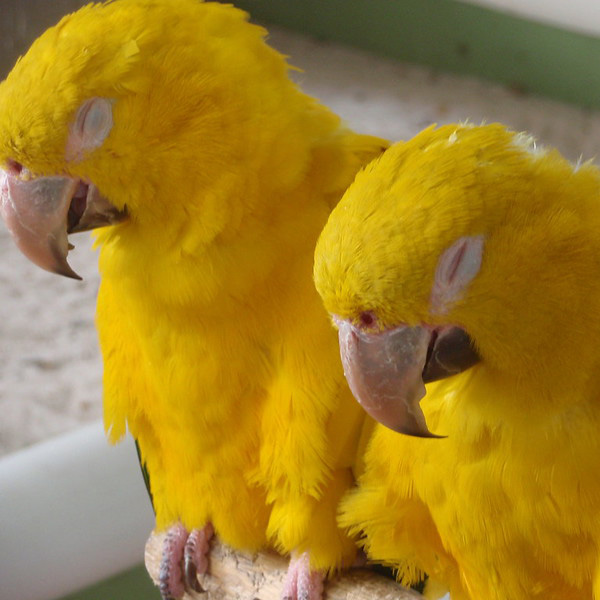 Parriot Mountian Yellow Parrots