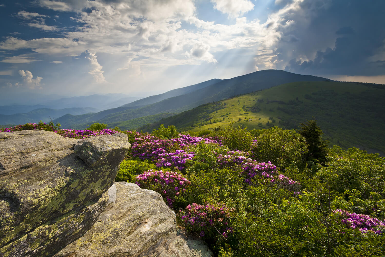 appalachian_flowerssm.jpg