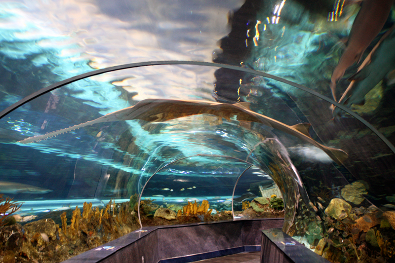Ripleys Aquarium Tunnel