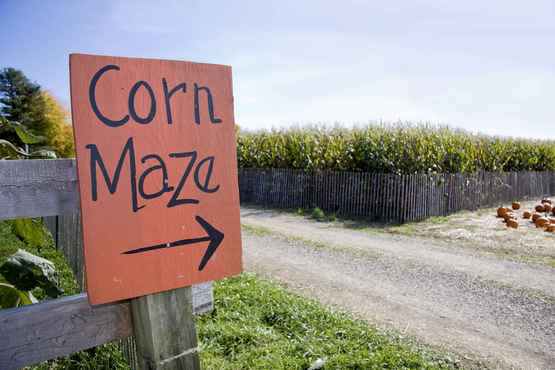 Corn-Maze-1.jpg