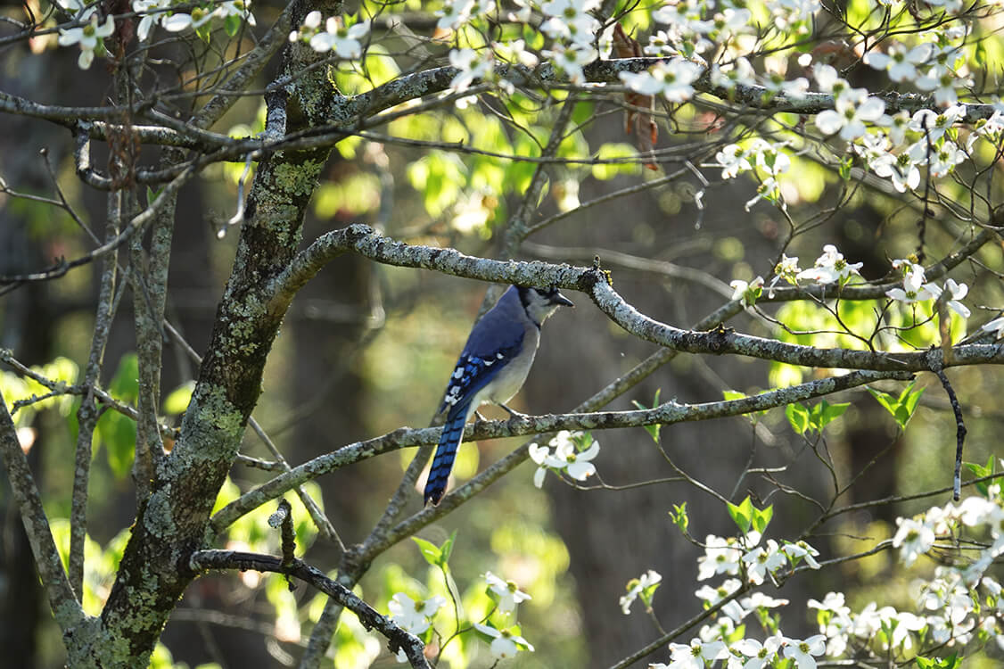 blue-Jay.jpg