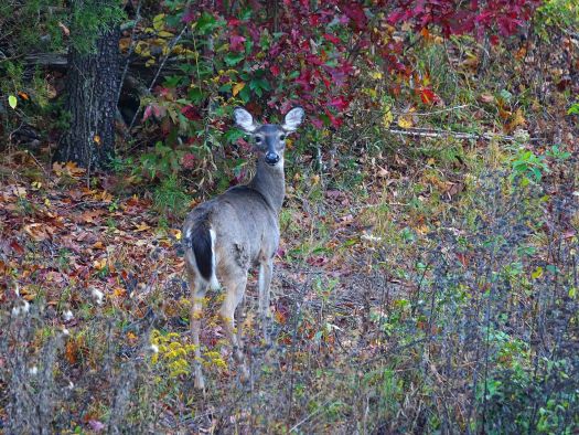 Image for Smoky Mountain Deer Farm