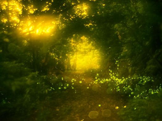 Image for Fireflies at Elkmont