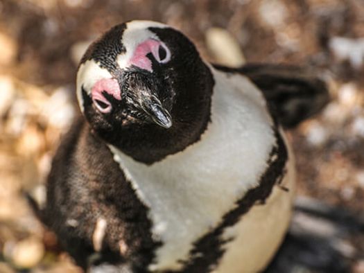 Image for Smoky Mountain Attractions: Ripley's Aquarium Penguin Painting