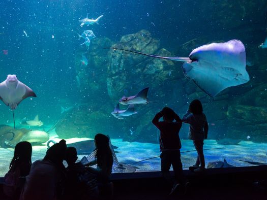 Image for 3 Fun Places For Little Kids in Gatlinburg, TN
