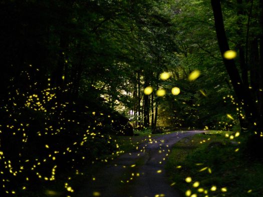 Image for 4 Magical Places In The Smoky Mountains