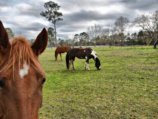 Image for Walden Creek Stables