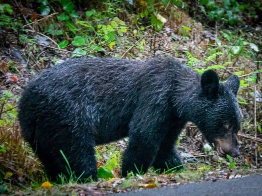 Image for Best Places To See Wildlife in the Smokies
