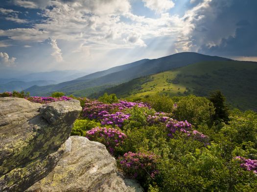 Image for Spring Wildflower Pilgrimage