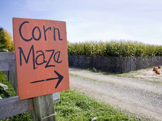 Image for Corn Maze Fun in the Smokies