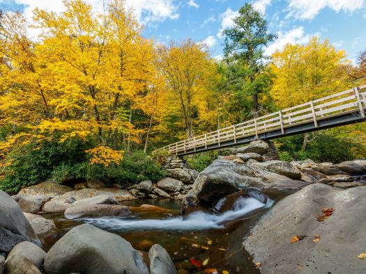 Image for Explore the Smoky Mountains: Bear Camp's Top 8 Attractions Await