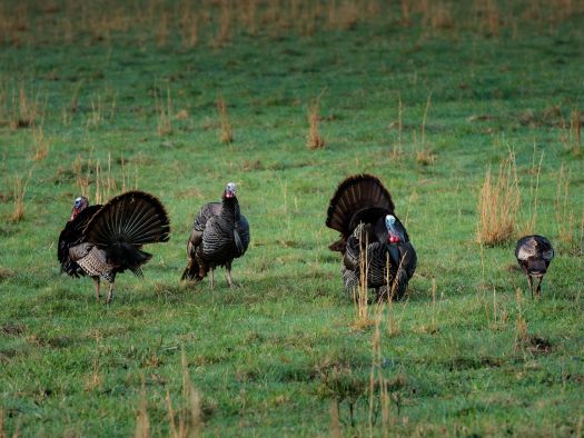 Image for The Best Places to See Wildlife in the Smokies