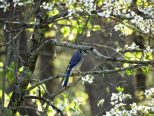 Image for Earth Day in Gatlinburg