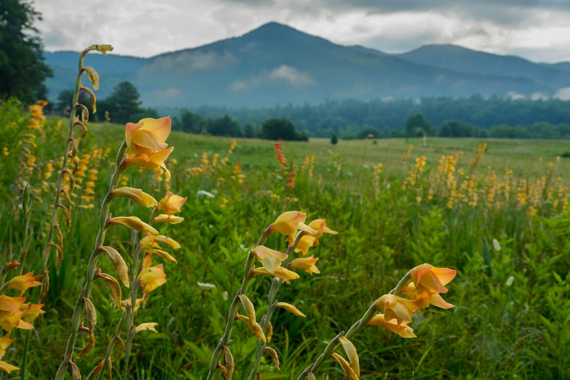 large-Cades Cove Flowers.jpg