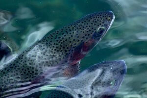 Trout Fishing Gatlinburg